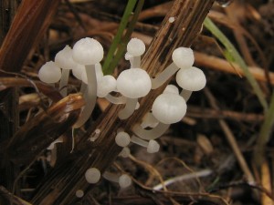 Mycena sp.2.jpg