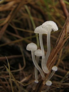 Mycena sp.jpg