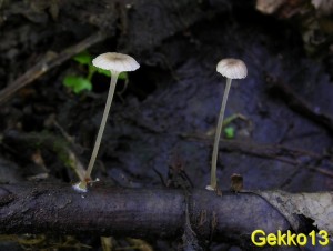 Mycena_speirea2.JPG