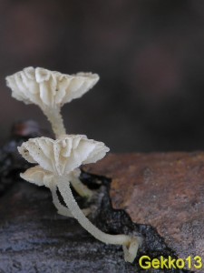 Mycena_speirea4.JPG