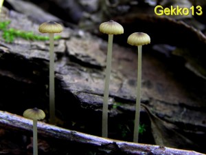 Mycena_speirea.JPG