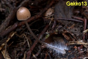 Mycena strobilicola4.jpg