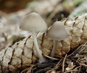 Mycena strobilicola.jpg