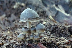 Mycena tintinnabulum (4).jpg