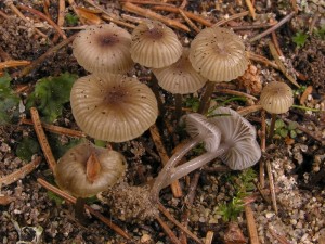 Mycena vulgaris2.JPG