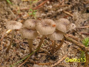 Mycena vulgaris3.JPG