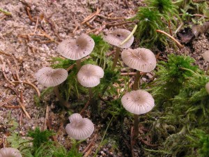 Mycena vulgaris.JPG