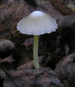 MycenaEpipteryglaPB170022.jpg