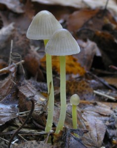 MycenaEpipteryglaPB170024.jpg