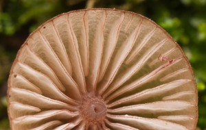 MycenaRubromarginata-01.jpg