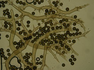 Mycenastrum corium.JPG