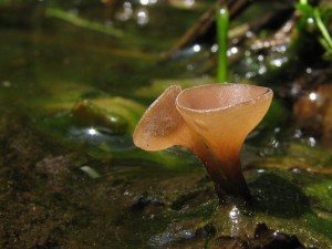 Myriosclerotinia sc.1.jpg