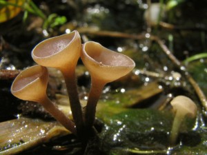 Myriosclerotinia sc.2.jpg