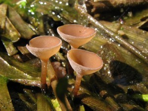 Myriosclerotinia sc.4.jpg