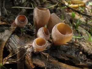 Myriosclerotinia scirpicola1.jpg