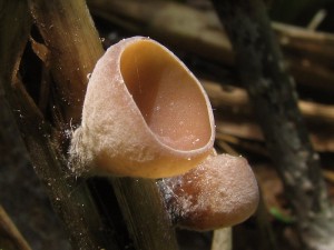 Myriosclerotinia scirpicola2.jpg