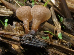 Myriosclerotinia scirpicola3.jpg