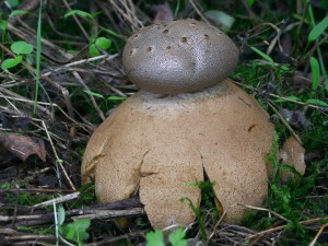 myriostoma.JPG