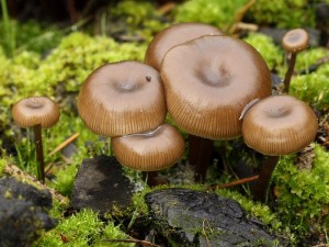Myxomphalia maura2.jpg