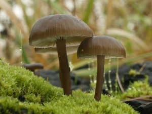 Myxomphalia maura.jpg