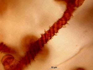 myxomycet12.jpg