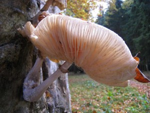 Na buku - 2007.10.13_2.jpg