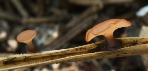 NaOstriciHouba01.jpg