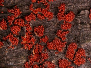 Nectria1b.jpg