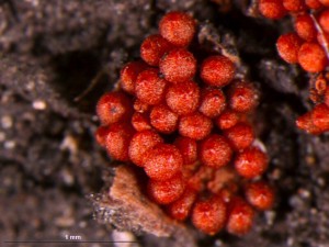 Nectria3b.jpg