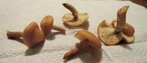 Nepojmenovan� 1.jpg