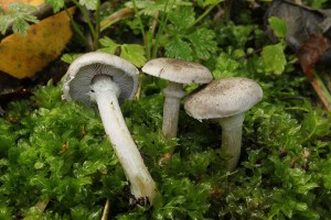 Nepomyl 21.9.13.jpg