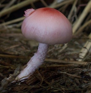 netum.jpg