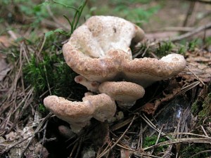 neureno-PH03.jpg