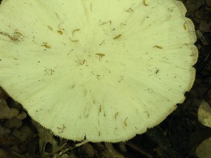 neurcena-a.jpg