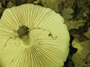 neurcena-b.jpg