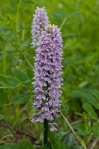 New_New_IMG_0225 (1).jpg