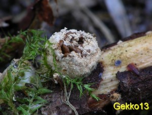 Nidularia_farcta2.JPG