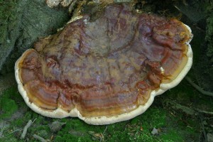 Obr.1. Ganoderma pfeifferi, 15.8.2014.jpg