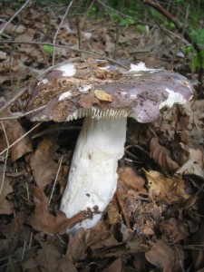 Obr. 1, Russula grisea.jpg