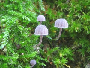Obr. 1 Mycena meliigena.jpg