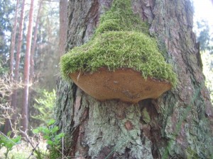 Obr. 2, Phellinus pini na modnu.jpg