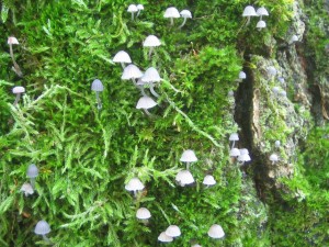 Obr. 2 Mycena meliigena a pseudocorticola.jpg
