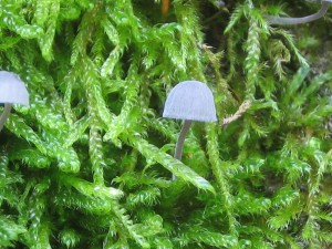 Obr. 3 Mycena pseudocorticola.jpg