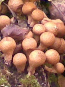 Obraz028.jpg
