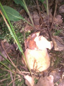 Obraz070.jpg