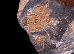 Odontopleura (O.) ovata cf. salma.JPG