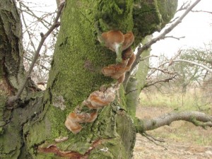 ohovec ovocn-Phellinus pomaceus.JPG