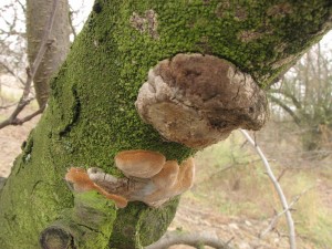 ohovec ovocn-Phellinus pomaceus 1.JPG