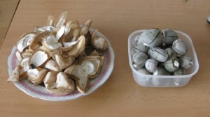 oloupane_hadovky.jpg