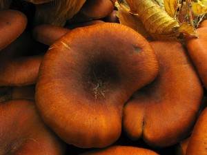 omphalotus olearius 1.jpg